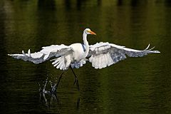 Great Egret